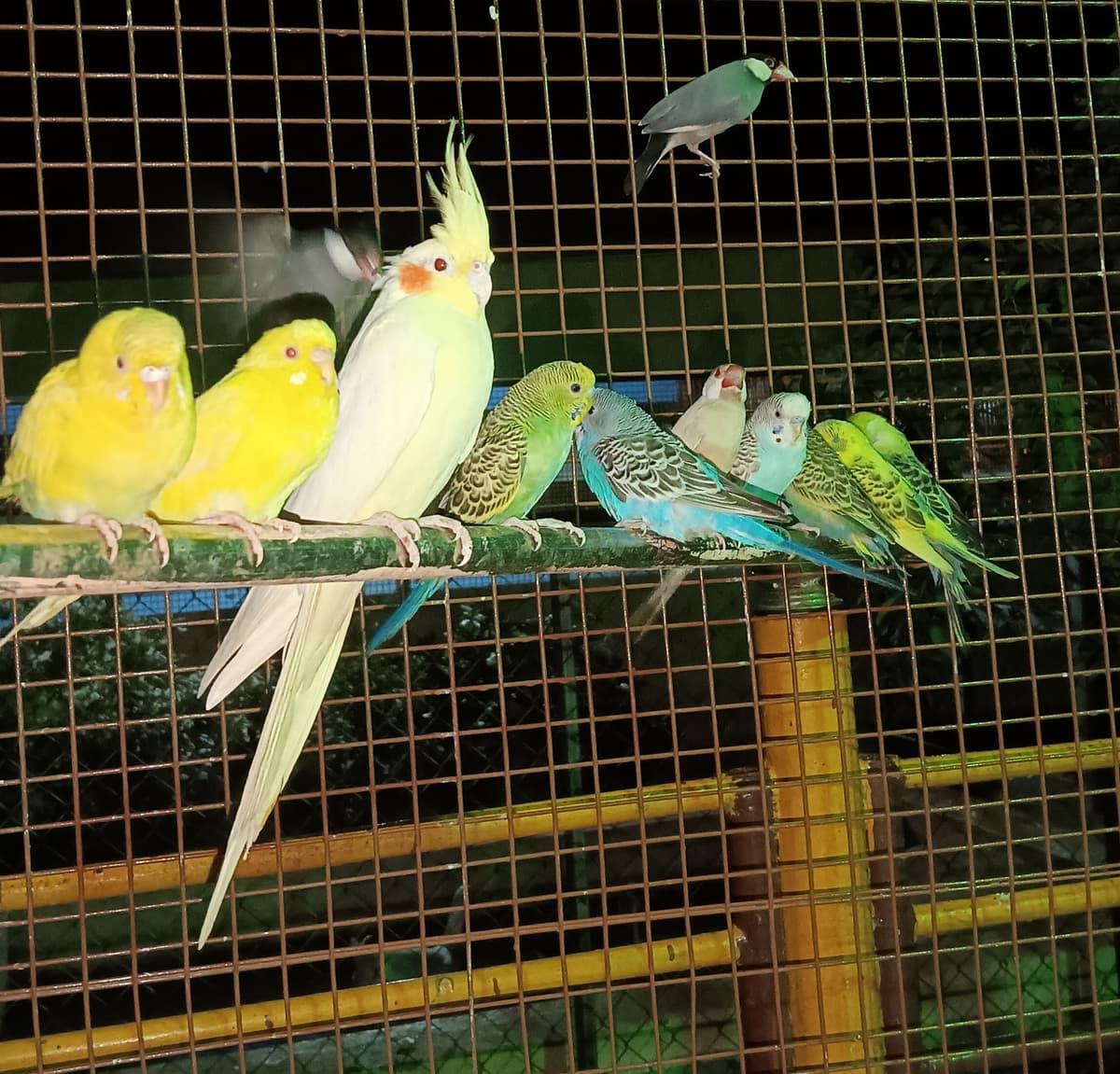 Bird Photography