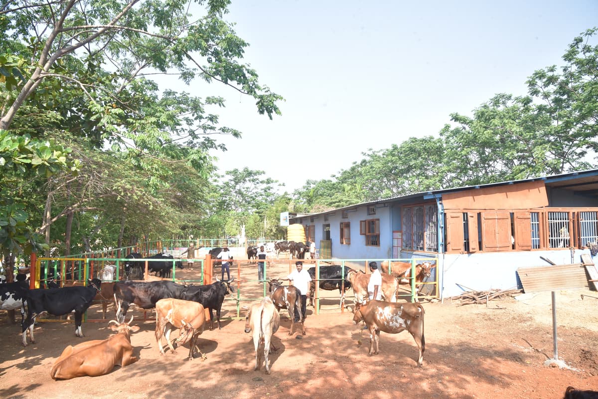 Organic Manure