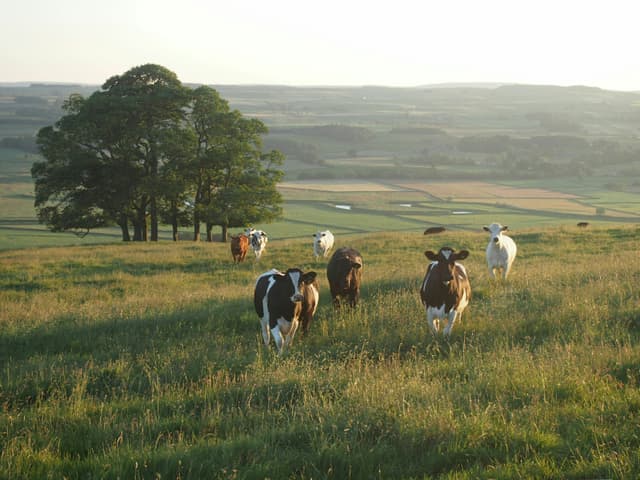Cow Farming 1