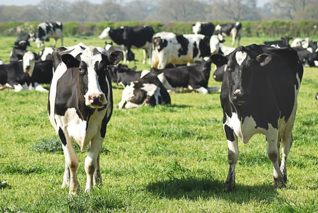 Cow Farming 2