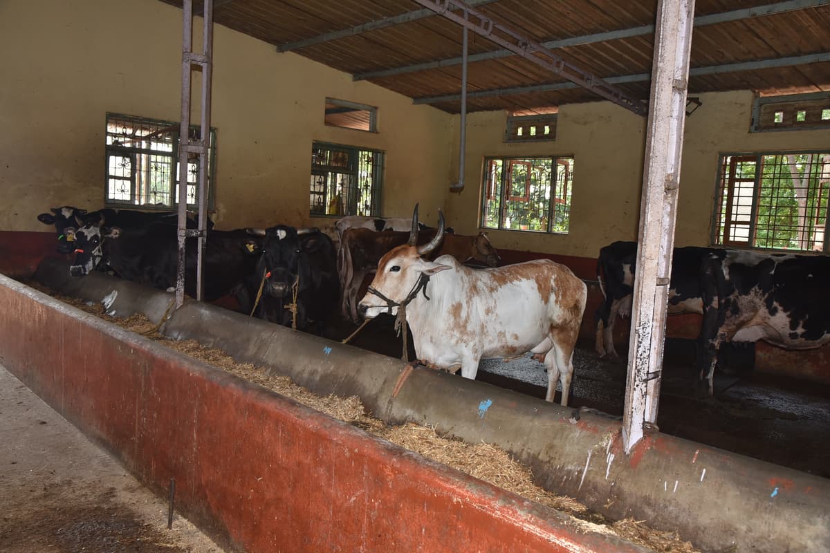 Cow Feeding
