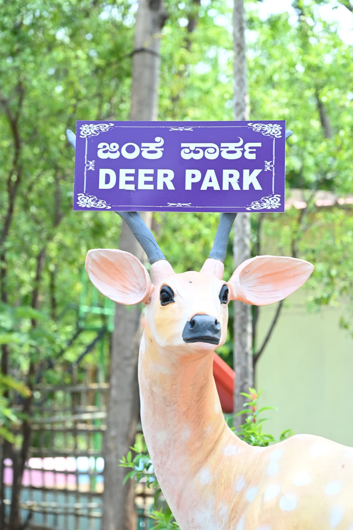 Deer Observation