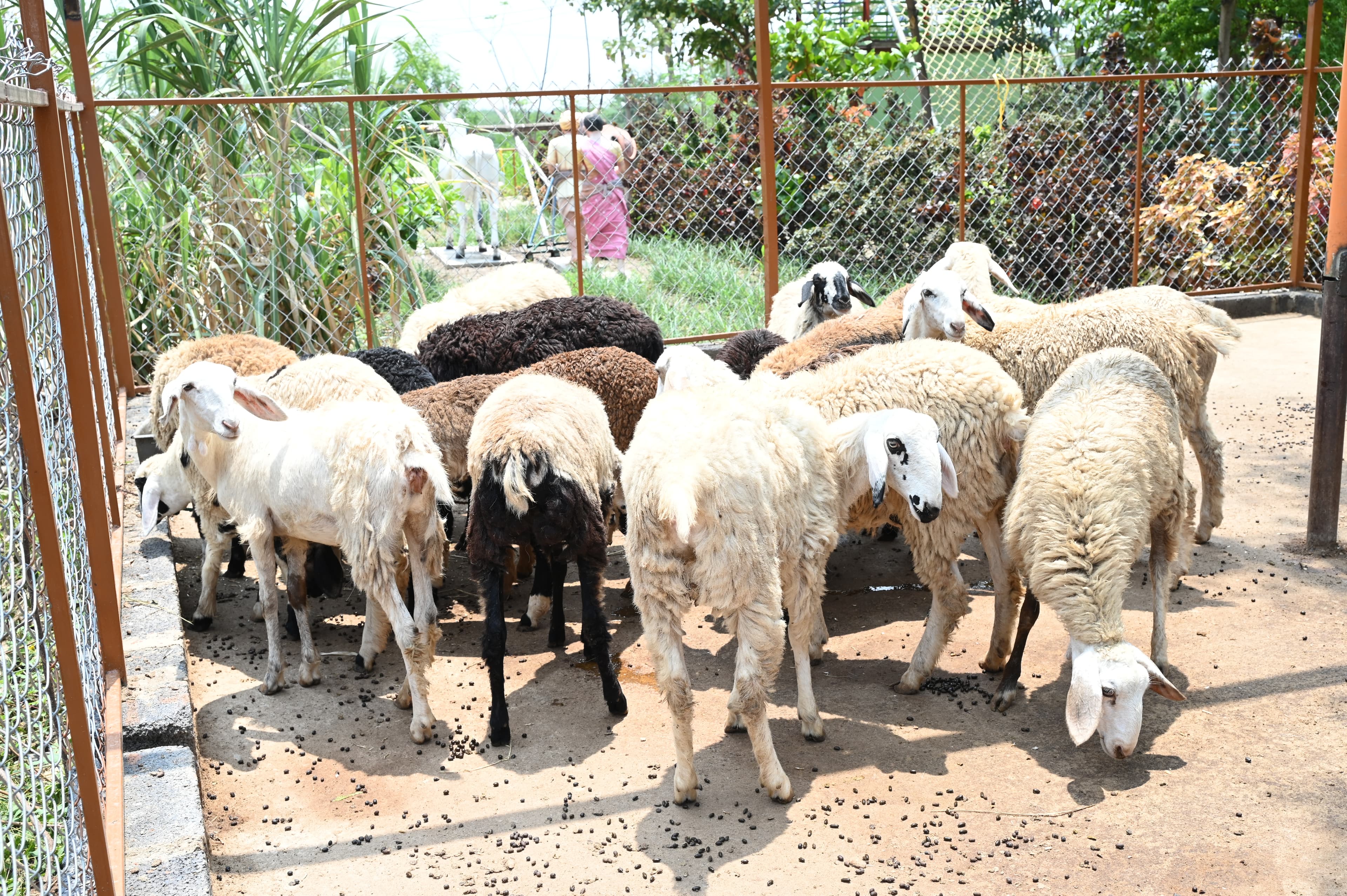 Goat Farm