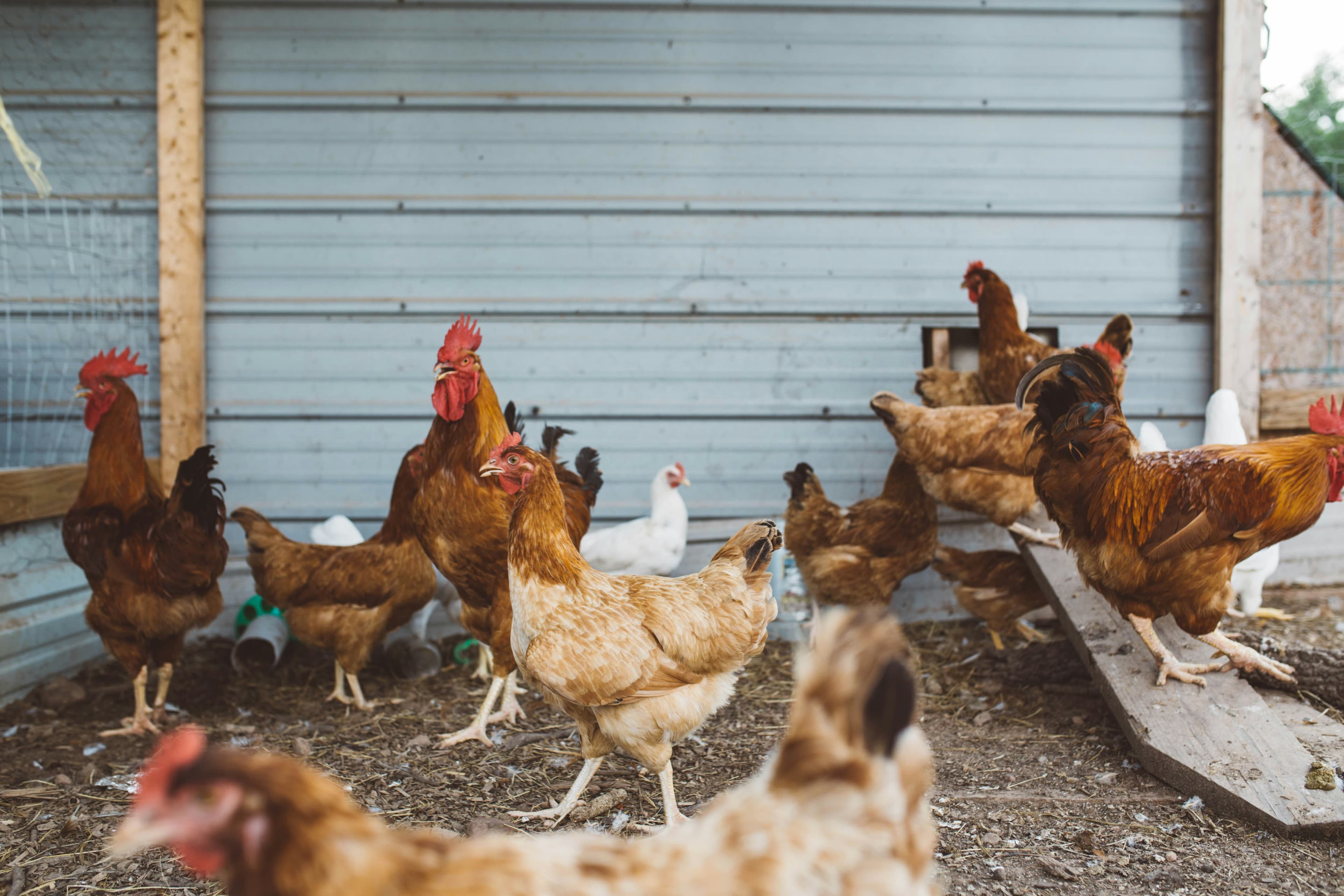 Poultry