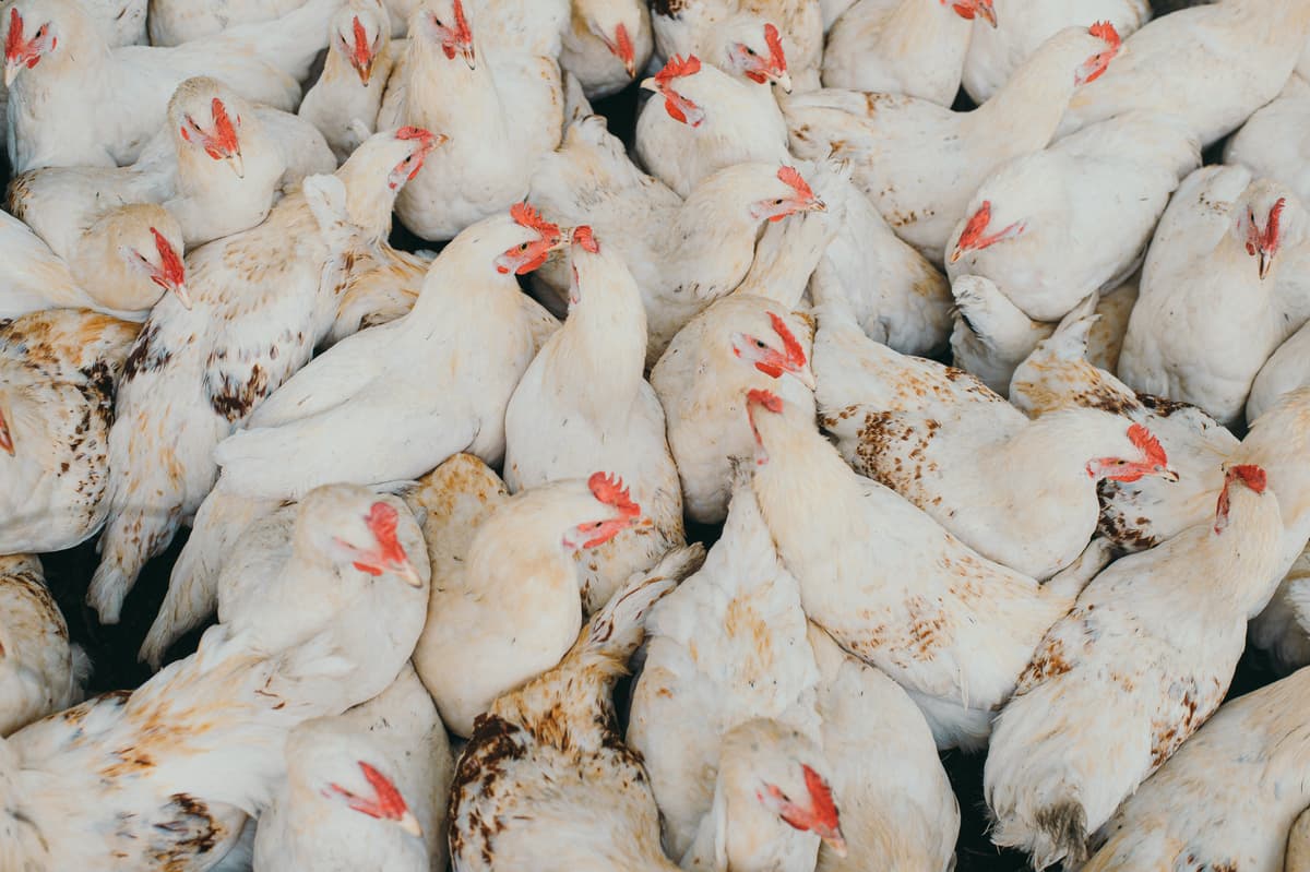 Kids at Poultry