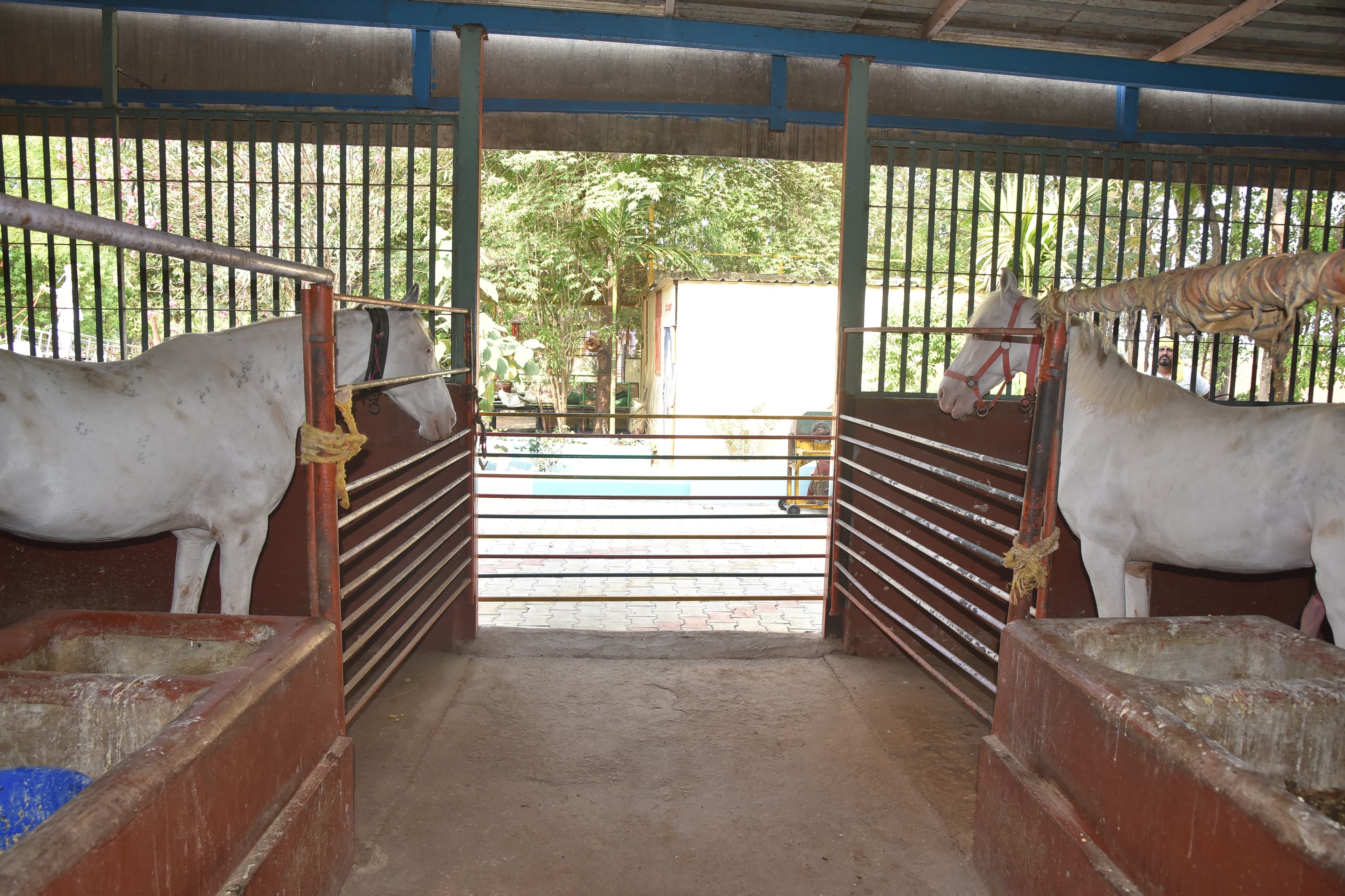 Horse Riding