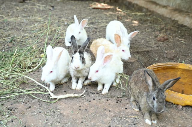 Rabbit Farm