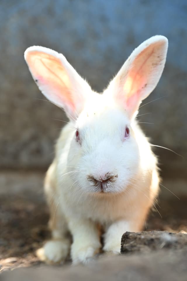 Rabbits